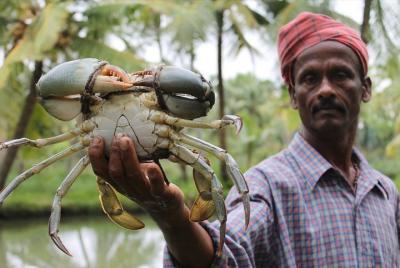 Kumbalangi Village Tour- First Eco-Friendly Tourist Village of India Kumbalangi Village Tour- First Eco-Friendly Tourist Village of India