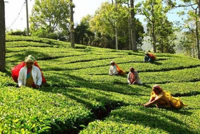 Cochin to Munnar City Hotel Private Transfers Cochin to Munnar City Hotel Private Transfers