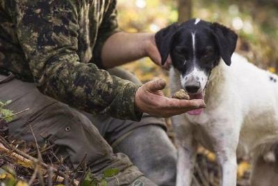 Hunt for Truffles in the Tuscany Hills of Florence Hunt for Truffles in the Tuscany Hills of Florence