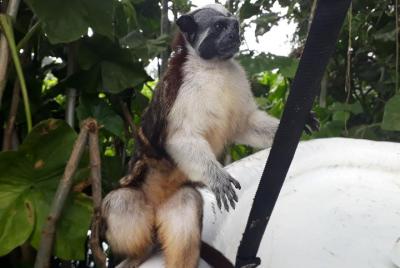  Monkey Island & Panama Canal Pedro Miguel Locks