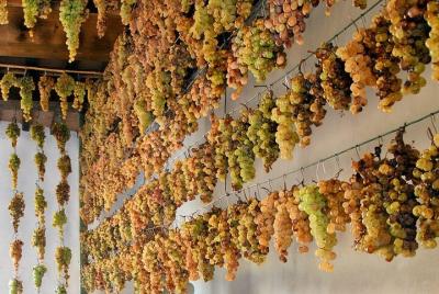 Guided Cycle Tourism Wine Tour by E-Bike on the Island of Elba Guided Cycle Tourism Wine Tour by E-Bike on the Island of Elba