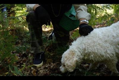 Mushroom And Truffle Hunting Mushroom And Truffle Hunting