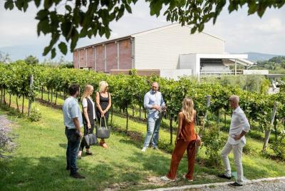 Tour and Tasting of Organic Wines in Lazise Tour and Tasting of Organic Wines in Lazise