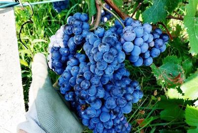 Experience of Creating Your Own Wine in the Ossola Valley Experience of Creating Your Own Wine in the Ossola Valley