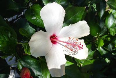 Private Tour of the Gardens of Villa Taranto Private Tour of the Gardens of Villa Taranto