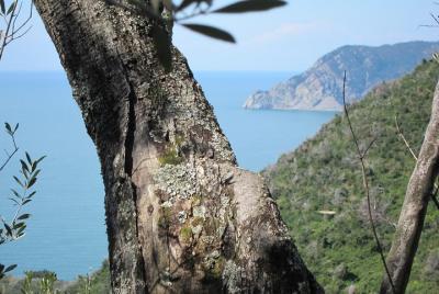 Hike from Levanto to Monterosso (Cinque Terre) Hike from Levanto to Monterosso (Cinque Terre)