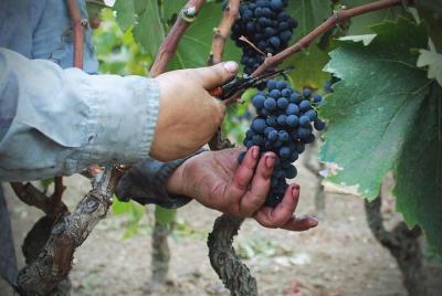 Wine tour in the lands of Negroamaro Wine tour in the lands of Negroamaro