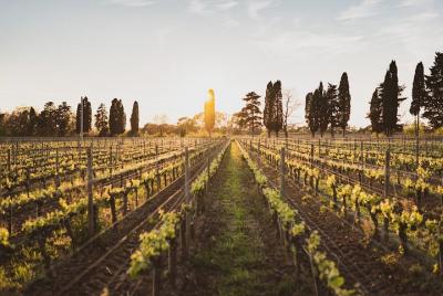 Supertuscan wine day tour from Livorno, Lucca, Pisa or Piombino Supertuscan wine day tour from Livorno, Lucca, Pisa or Piombino