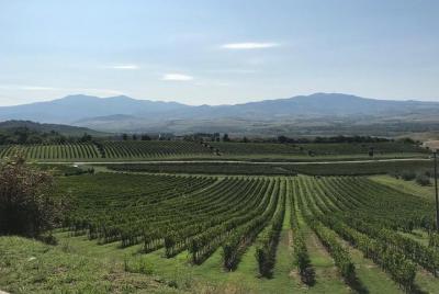 Pisa Full Day plus Wine Tasting from Livorno Port Pisa Full Day plus Wine Tasting from Livorno Port