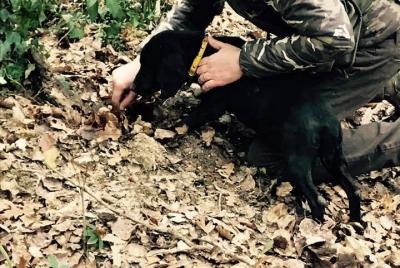 Truffle Experience in Tuscany from Florence, Livorno, Pisa and Lucca Truffle Experience in Tuscany from Florence, Livorno, Pisa and Lucca