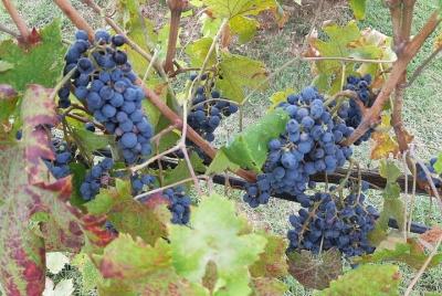 EXCLUSIVE Excursion Wine Tour in Chianti & Siena (from Livorno Port) EXCLUSIVE Excursion Wine Tour in Chianti & Siena (from Livorno Port)