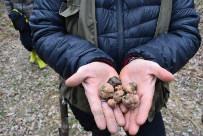 Half-Day San Miniato Truffle Hunt With Lunch Half-Day San Miniato Truffle Hunt With Lunch