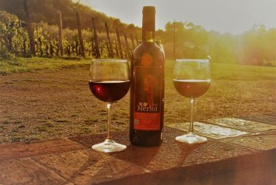 Lucca: Guided E-Bike and Wine Tour