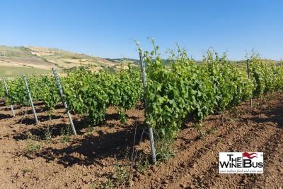 Private Vulture Wine Tour from Matera with sommelier Private Vulture Wine Tour from Matera with sommelier