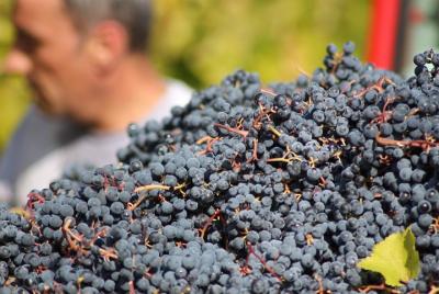 Wine tasting experience and discovery close to Modena Wine tasting experience and discovery close to Modena