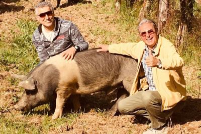 Visit to the Cinta Senese farm in Montepulciano Visit to the Cinta Senese farm in Montepulciano