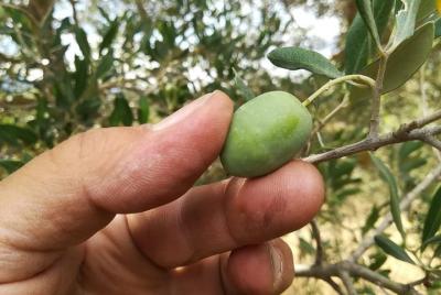 Autumn - The green gold of Valdichiana Senese: olives harvest and Autumn - The green gold of Valdichiana Senese: olives harvest and