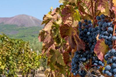 Vesuvius with Wine Tasting and lunch included from Naples Vesuvius with Wine Tasting and lunch included from Naples