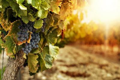 Vesuvius and Wine Tasting Experience Vesuvius and Wine Tasting Experience