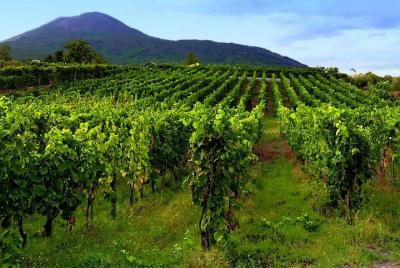 Positano-sorrento-pompei shore excursion  Positano-sorrento-pompei shore excursion