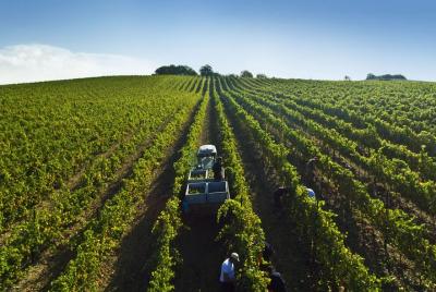 Wine tasting experience close to Orvieto