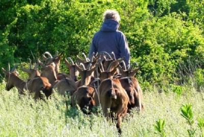  Goat Cheese Making Taste Tour in Umbria