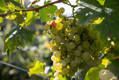 Aperigusto: private tasting of 3 wines