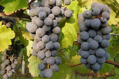 Tasting Casa Benna wines, a family business in the land of Gutturnio