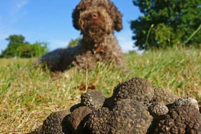 Private Traditional Truffle Hunting in the Woods with a dog Private Traditional Truffle Hunting in the Woods with a dog