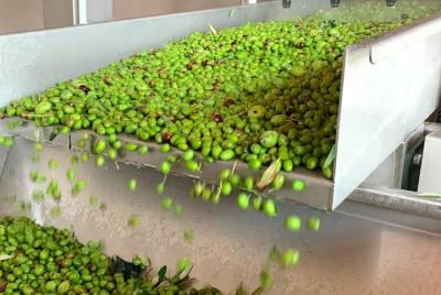 Bread ,EVO oil and E-bike Bread ,EVO oil and E-bike