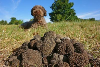 Truffle Hunting With Dog And Hunter, Food Tasting Included- Umbria, Italy Truffle Hunting With Dog And Hunter, Food Tasting Included- Umbria, Italy