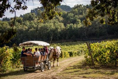 Carriage tour through the vineyards with wine tasting in Umbria Carriage tour through the vineyards with wine tasting in Umbria