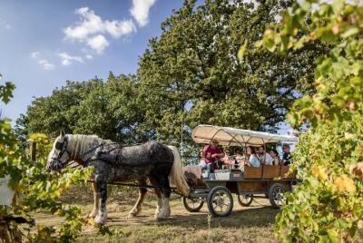 Amazing trotting through the vineyard in Umbria Amazing trotting through the vineyard in Umbria