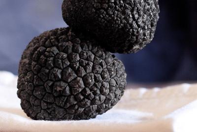 Day Trip: Truffle Hunting With Lunch + Horse Riding + Tasting Day Trip: Truffle Hunting With Lunch + Horse Riding + Tasting