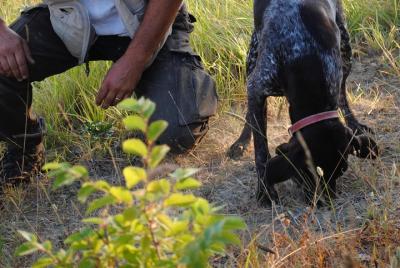 Truffle hunting Truffle hunting