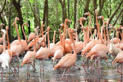 Aviary and Playa Blanca Baru