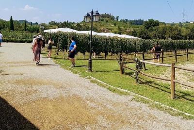 Ramble Through The Rolling Hills Of Chianti + Lunch & 2 Wine Tasting