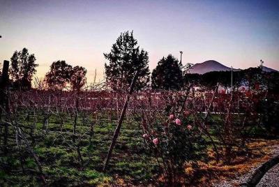 Food&Wine Pairing Dinner + Tour of the vineyards Food&Wine Pairing Dinner + Tour of the vineyards