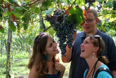 Mt. Vesuvius Wine Tasting and Lunch Experience from Pompeii Mt. Vesuvius Wine Tasting and Lunch Experience from Pompeii