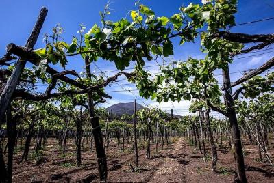 Mount Vesuvius & Wine Tasting with Lunch Private Tour from Amalfi Coast
