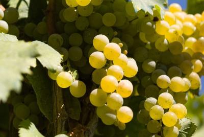 Guided Wine Making Tour in Irpinia with Tastings Guided Wine Making Tour in Irpinia with Tastings
