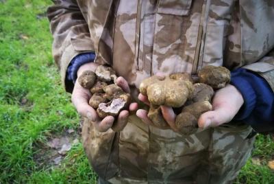 Truffle hunting Truffle hunting