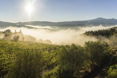 Brunello di Montalcino wine trip from Siena Brunello di Montalcino wine trip from Siena