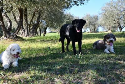 Truffle Hunting Private Experience in Siena Tartufi Truffle Hunting Private Experience in Siena Tartufi