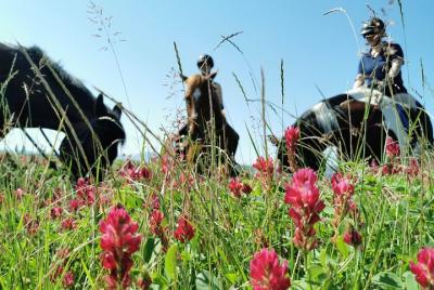 Horsebackriding - explore Tuscan nature Horsebackriding - explore Tuscan nature