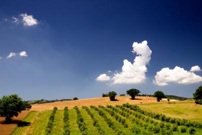 The Maremma The Maremma