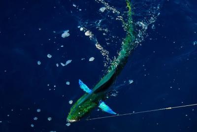 Full-Day Private Offshore Fishing Trip in Villanova