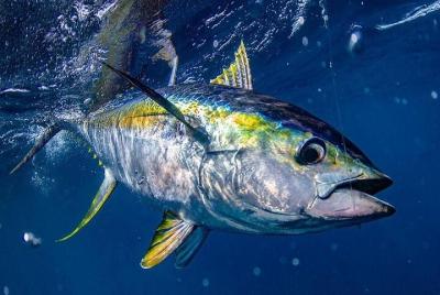 Private Bluefin Tuna Fishing in Villanova