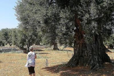 Walking tour in centuries-old olive grove in Ostuni