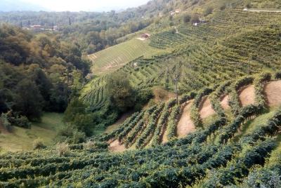 Prosecco experience. Wine tasting. Full day  Prosecco experience. Wine tasting. Full day